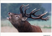 Red Deer 4